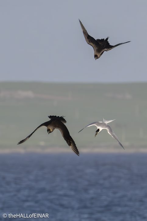 Sandwich Tern pursued by Arctic Skuas - The Hall of Einar - photograph © David Bailey (not the)