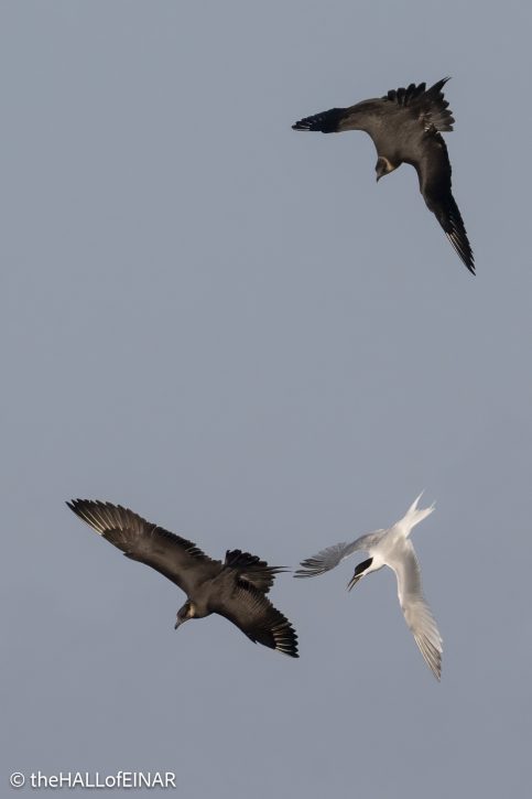 Sandwich Tern pursued by Arctic Skuas - The Hall of Einar - photograph © David Bailey (not the)