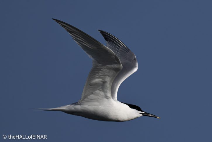 Sandwich Tern - The Hall of Einar - photograph © David Bailey (not the)