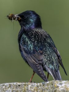 Starling - The Hall of Einar - photograph © David Bailey (not the)