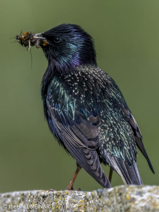 Starling - The Hall of Einar - photograph © David Bailey (not the)