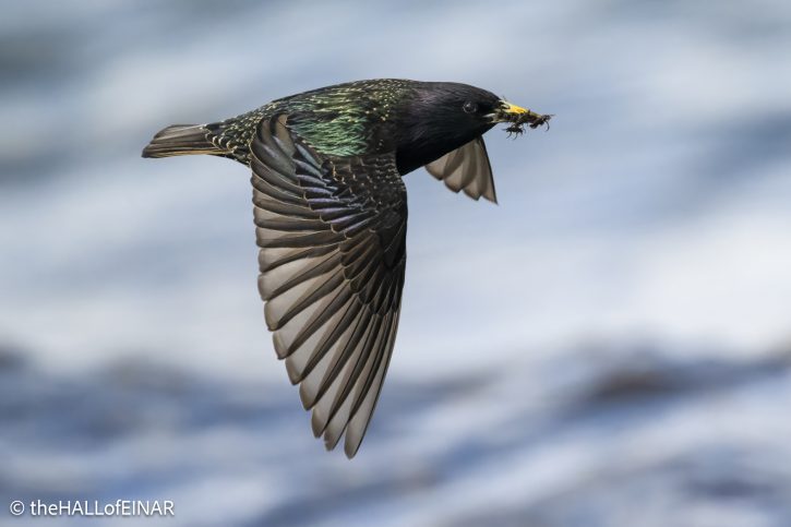 Starling - The Hall of Einar - photograph © David Bailey (not the)