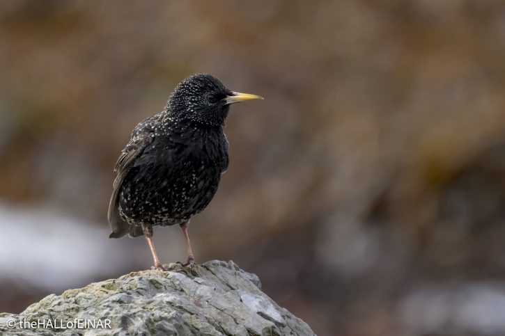 Starling - The Hall of Einar - photograph © David Bailey (not the)