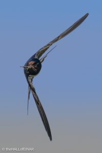 Swallow - The Hall of Einar - photograph © David Bailey (not the)