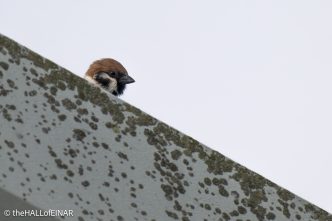 Tree Sparrow - The Hall of Einar - photograph © David Bailey (not the)