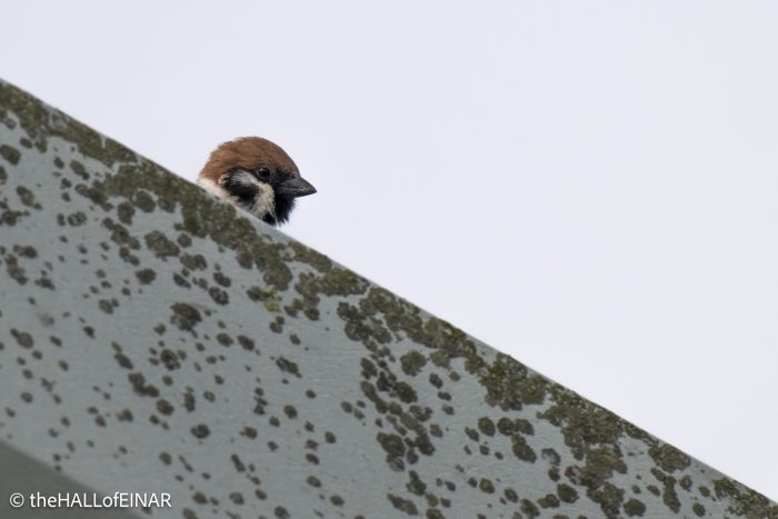 Tree Sparrow - The Hall of Einar - photograph © David Bailey (not the)