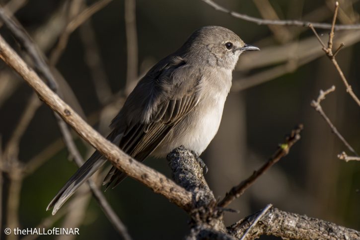 African Grey Flycatcher - The Hall of Einar - photograph © David Bailey (not the)