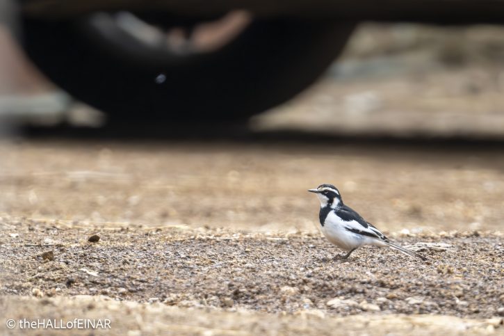 African Pied Wagtail - The Hall of Einar - photograph © David Bailey (not the)
