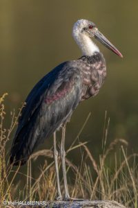 Woolly-Necked Storks - The Hall of Einar - photograph © David Bailey (not the)