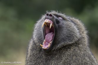 Anubis Baboon - The Hall of Einar - photograph © David Bailey (not the)