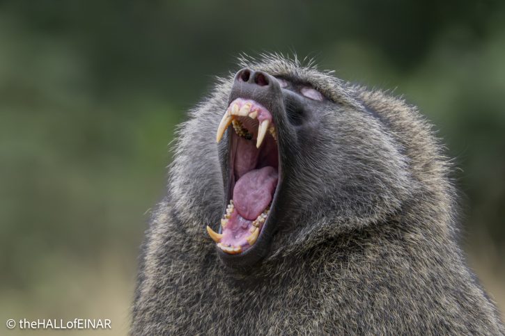 Anubis Baboon - The Hall of Einar - photograph © David Bailey (not the)