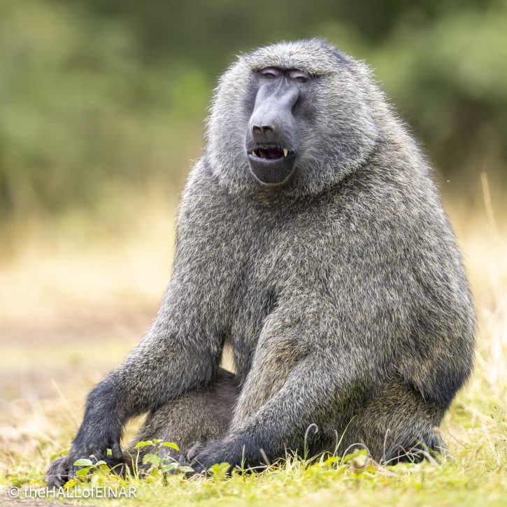 Anubis Baboon - The Hall of Einar - photograph © David Bailey (not the)
