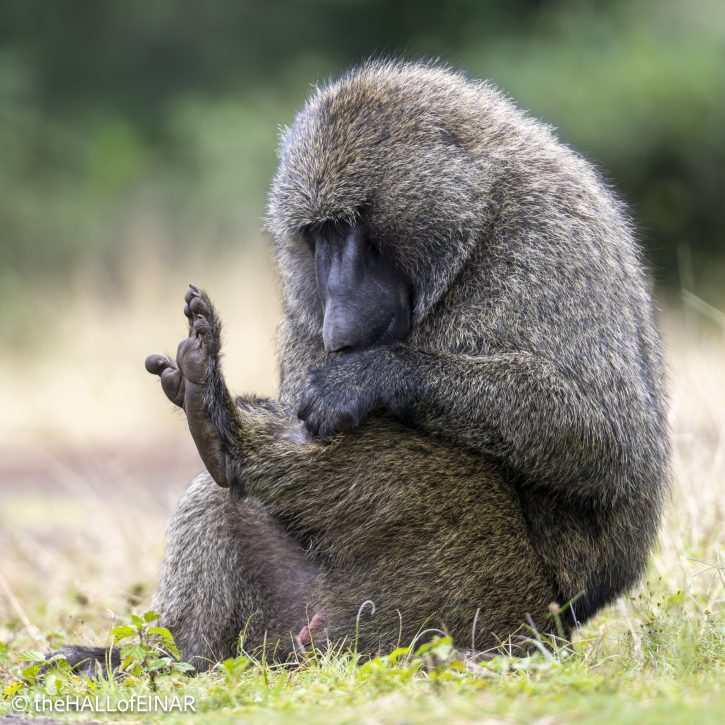 Anubis Baboon - The Hall of Einar - photograph © David Bailey (not the)