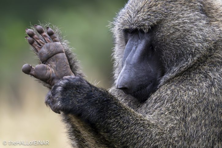 Anubis Baboon - The Hall of Einar - photograph © David Bailey (not the)