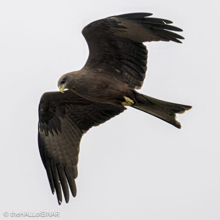 Black Kite - The Hall of Einar - photograph © David Bailey (not the)