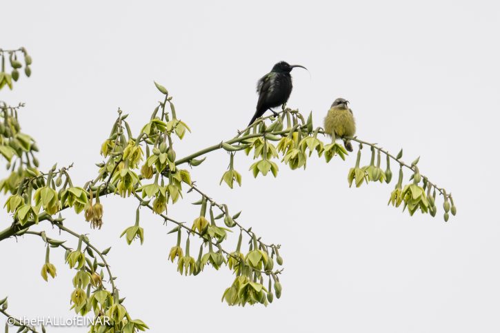 Bronze Sunbirds - The Hall of Einar - photograph © David Bailey (not the)