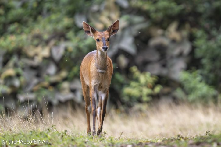 East African Bushbuck - The Hall of Einar - photograph © David Bailey (not the)