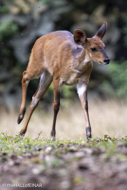 East African Bushbuck - The Hall of Einar - photograph © David Bailey (not the)