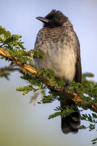 Common Bulbul - The Hall of Einar - photograph © David Bailey (not the)