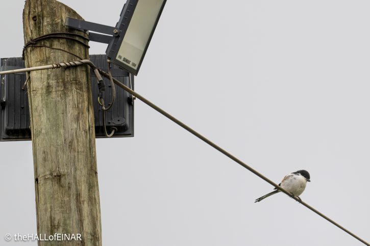 Common Fiscal Shrike - The Hall of Einar - photograph © David Bailey (not the)