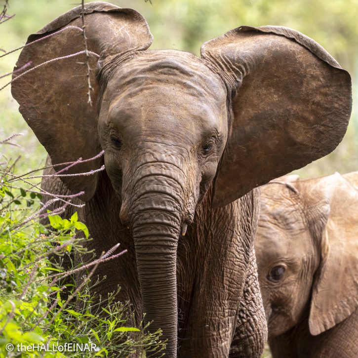 Sheldrick Wildlife Trust Elephants - The Hall of Einar - photograph © David Bailey (not the)