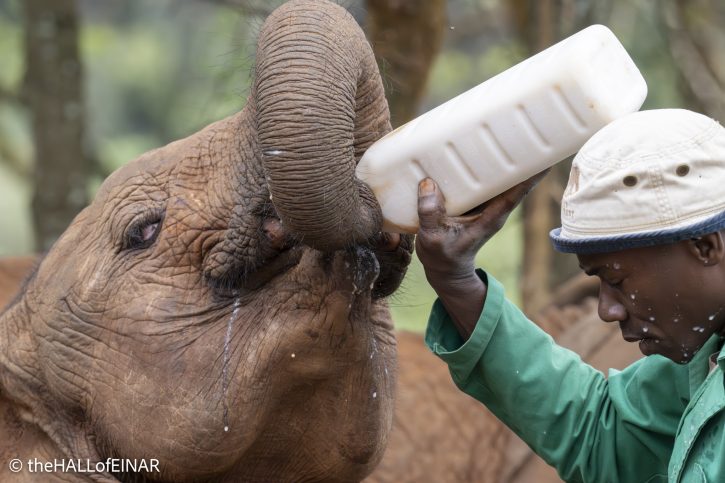 Sheldrick Wildlife Trust Elephants - The Hall of Einar - photograph © David Bailey (not the)