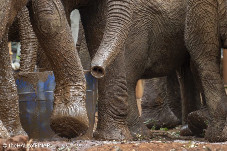 Sheldrick Wildlife Trust Elephants - The Hall of Einar - photograph © David Bailey (not the)