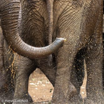 Sheldrick Wildlife Trust Elephants - The Hall of Einar - photograph © David Bailey (not the)