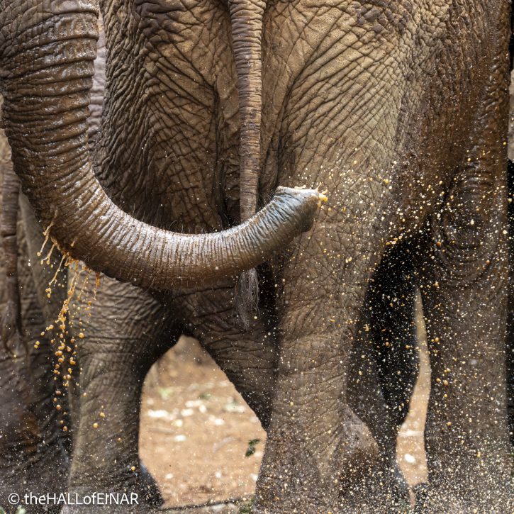 Sheldrick Wildlife Trust Elephants - The Hall of Einar - photograph © David Bailey (not the)