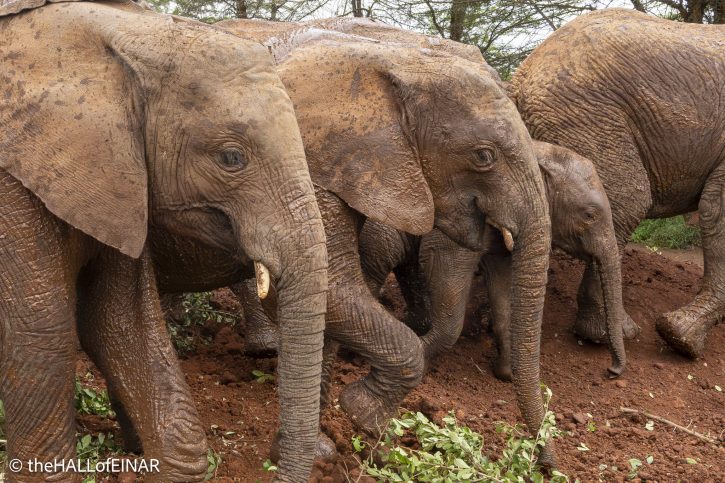 Sheldrick Wildlife Trust Elephants - The Hall of Einar - photograph © David Bailey (not the)