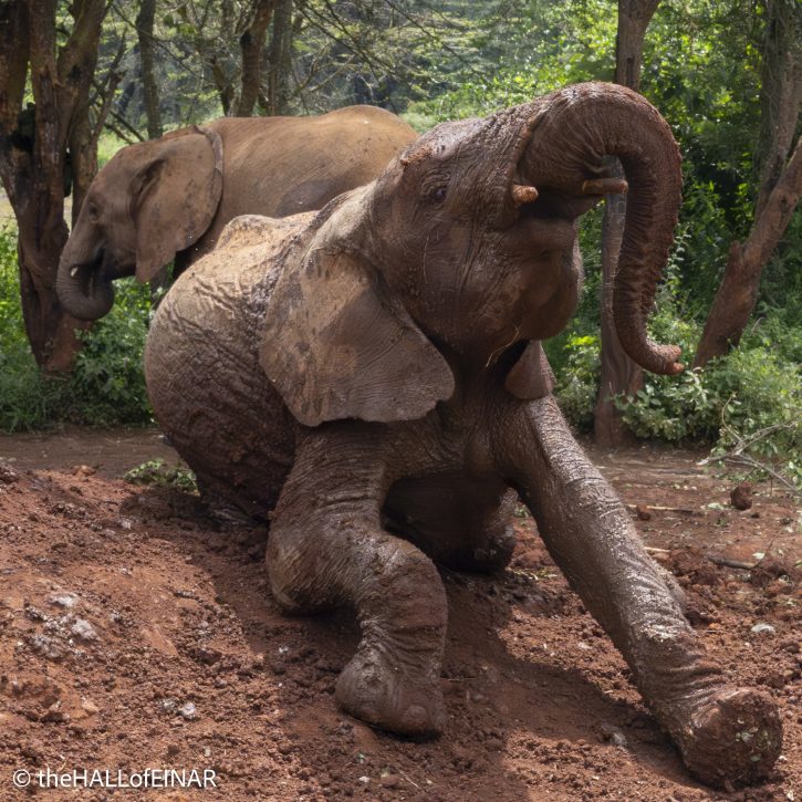 Sheldrick Wildlife Trust Elephants - The Hall of Einar - photograph © David Bailey (not the)