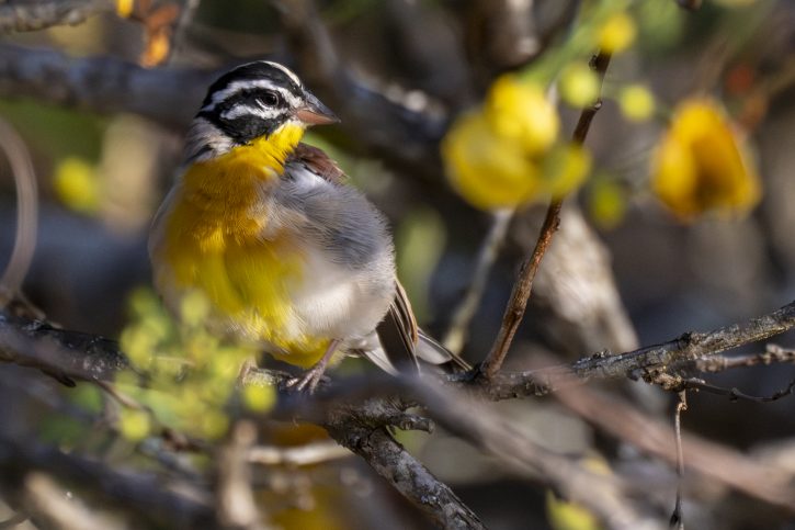 Golden Breasted Bunting - The Hall of Einar - photograph © David Bailey (not the)