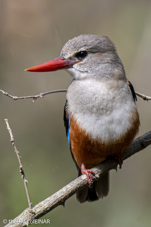 Grey-Headed Kingfisher - The Hall of Einar - photograph © David Bailey (not the)