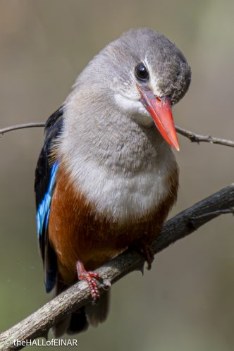 Grey-Headed Kingfisher - The Hall of Einar - photograph © David Bailey (not the)