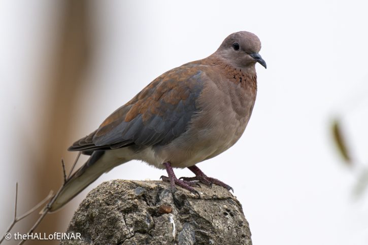 Laughing Dove - The Hall of Einar - photograph © David Bailey (not the)