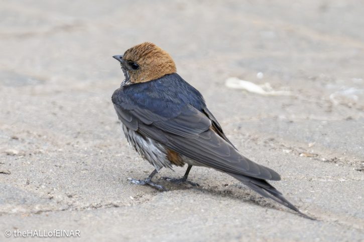 Lesser Striped Swallow - The Hall of Einar - photograph © David Bailey (not the)