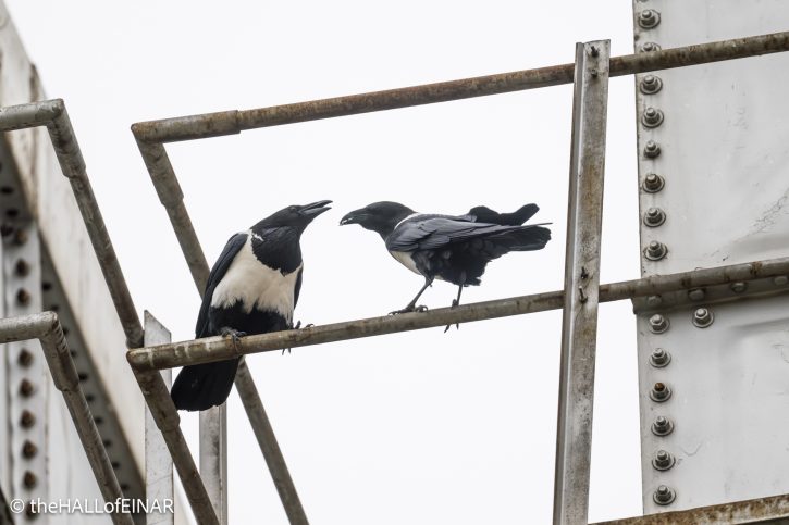 Pied Crow - The Hall of Einar - photograph © David Bailey (not the)