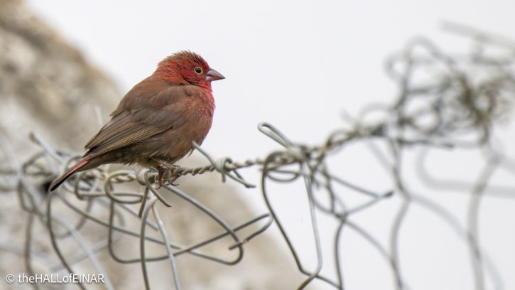 Red-Billed Firefinch - The Hall of Einar - photograph © David Bailey (not the)