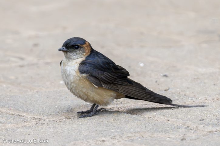 Red-Rumped Swallow - The Hall of Einar - photograph © David Bailey (not the)