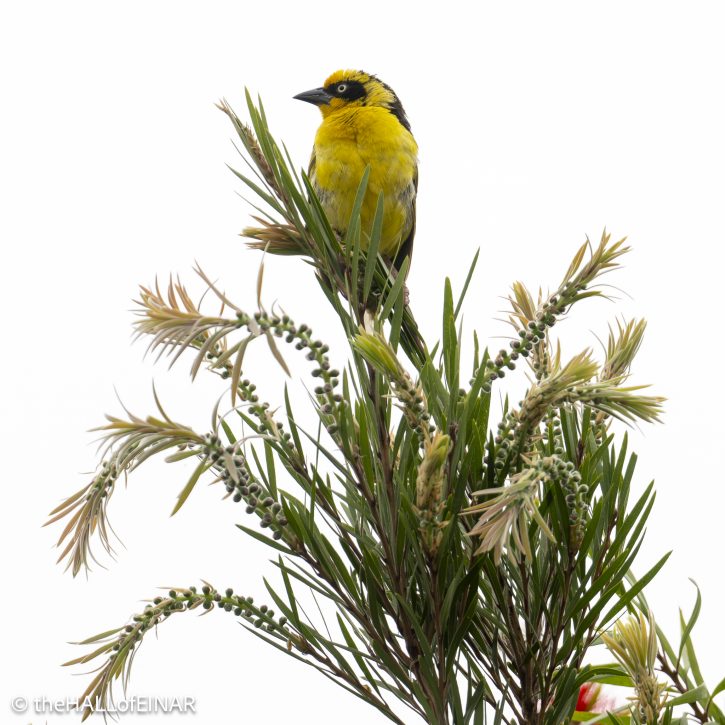 Reichnow's Weaver - The Hall of Einar - photograph © David Bailey (not the)