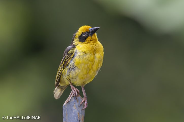 Reichnow's Weaver - The Hall of Einar - photograph © David Bailey (not the)