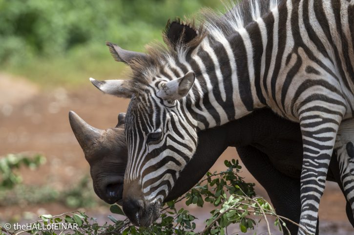Black Rhino Tytan - Zebra Notty - The Hall of Einar - photograph © David Bailey (not the)