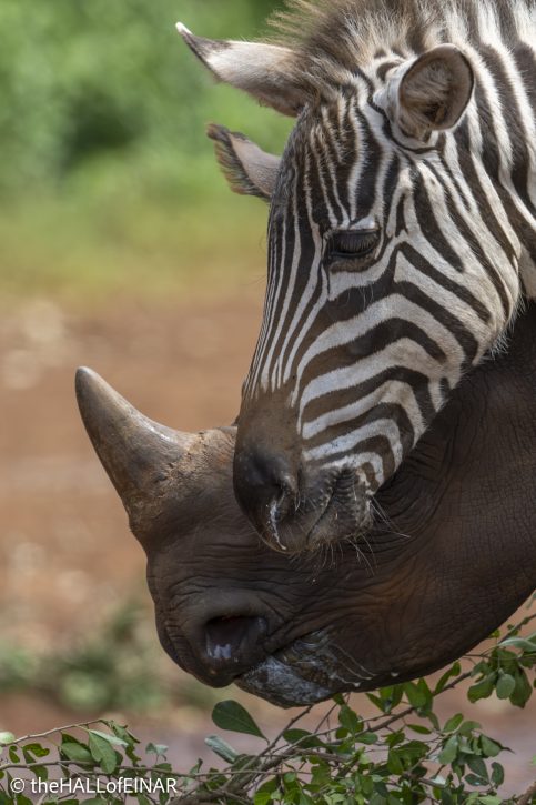 Black Rhino Tytan - Zebra Notty - The Hall of Einar - photograph © David Bailey (not the)
