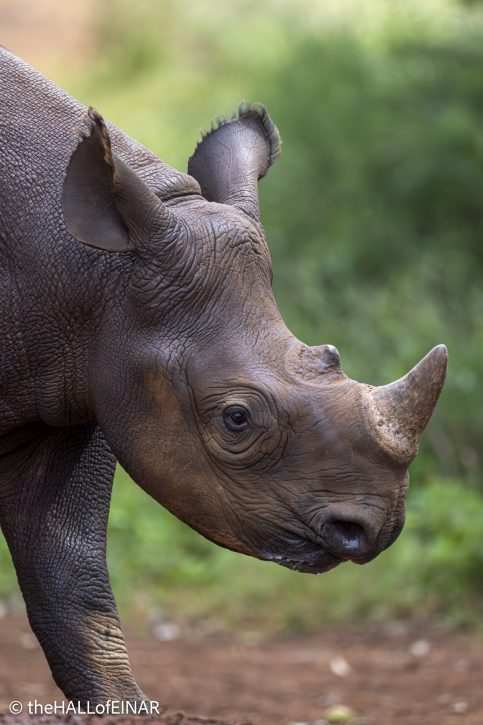 Black Rhino - Tytan - The Hall of Einar - photograph © David Bailey (not the)