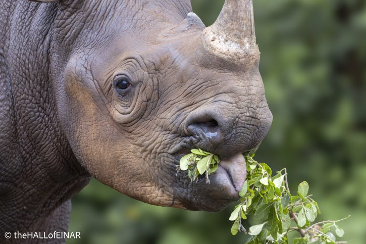 Black Rhino - Tytan - The Hall of Einar - photograph © David Bailey (not the)
