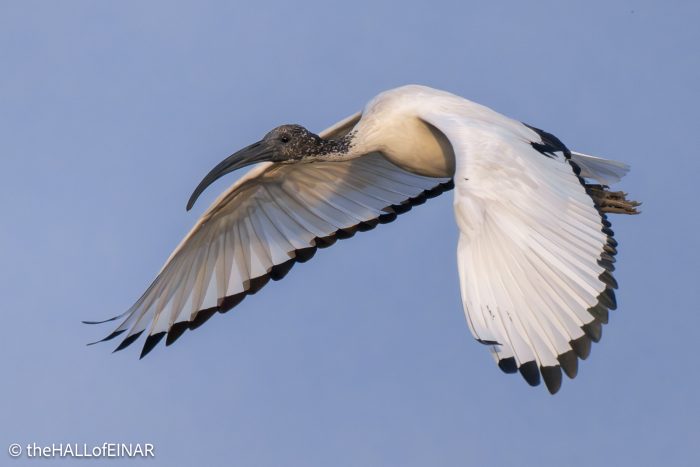 Sacred Ibis - The Hall of Einar - photograph © David Bailey (not the)