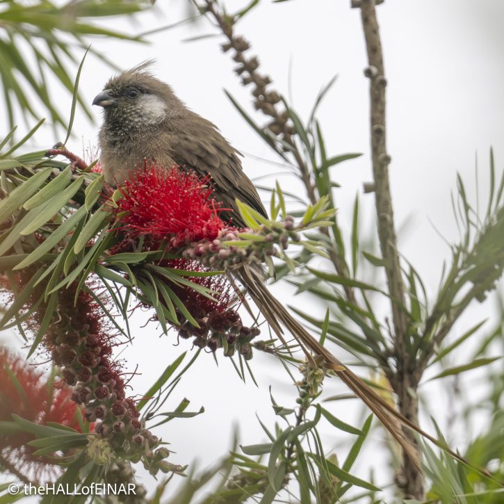 Speckled Mousebird - The Hall of Einar - photograph © David Bailey (not the)