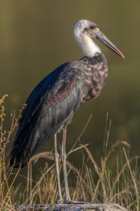 Woolly-Necked Storks - The Hall of Einar - photograph © David Bailey (not the)