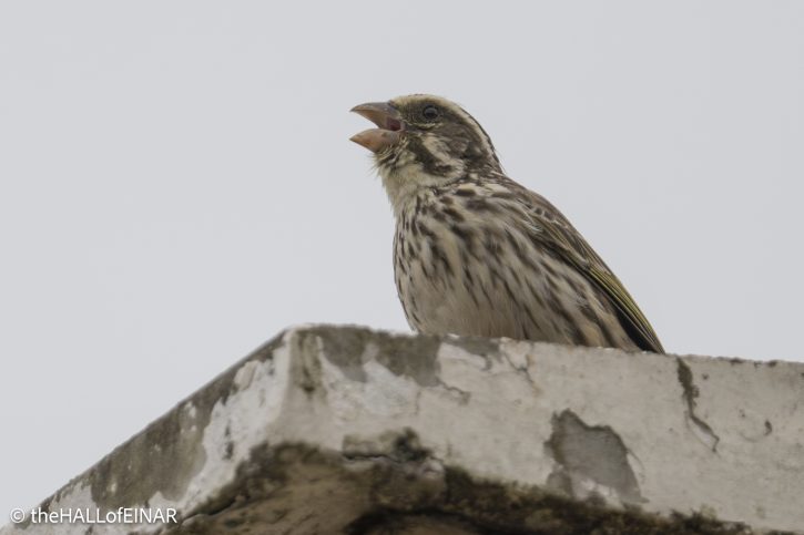 Streaky Seedeater - The Hall of Einar - photograph © David Bailey (not the)