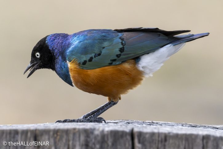 Superb Starling - The Hall of Einar - photograph © David Bailey (not the)